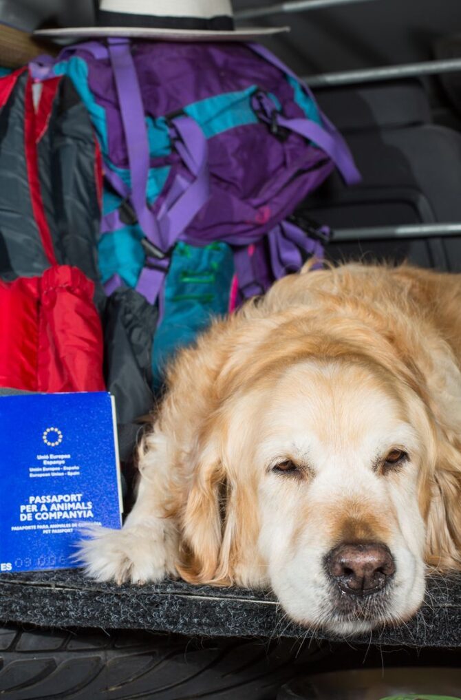 Buy Passport Online - Image 2