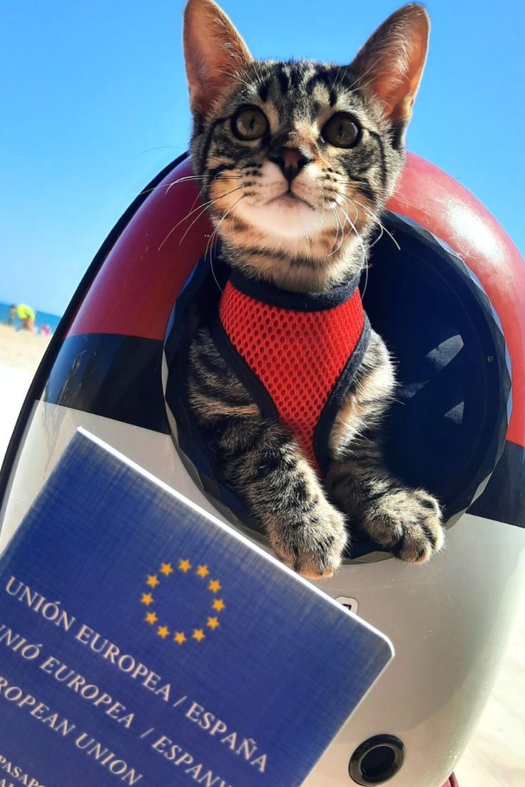 Buy Passport Online - Image 3